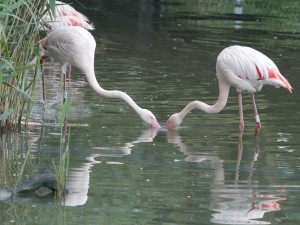 Zoo Hluboka nad Vltavou