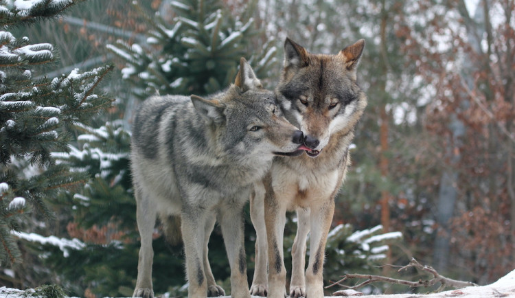 Zoo Hluboka nad Vltavou