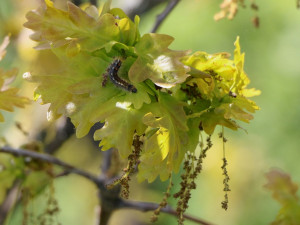Housenka bekyně zlatořitné (Euproctis chrysorrhoea) je jeden z mnoha druhů herbivorů, kteří se na dubech běžně vyskytují. Foto: T. Volfová, BC AV ČR