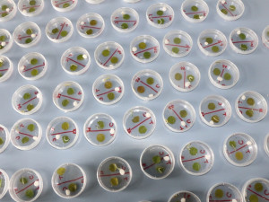 Housenky se v laboratorním experimentu vyhýbaly listům ošetřeným postřikem methyl jasmonátu, což je rostlinný hormon, který spouští obranu stromu. Foto: M. Volf, BC AV ČR.
