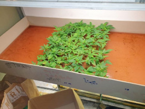 Zásahovka vtrhla do pěstírny konopí. Muž tam ukrýval 600 rostlin