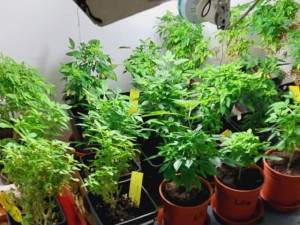 Zásahovka vtrhla do pěstírny konopí. Muž tam ukrýval 600 rostlin