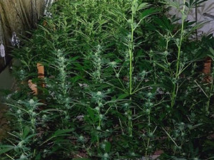 Zásahovka vtrhla do pěstírny konopí. Muž tam ukrýval 600 rostlin