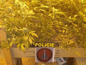 Zásahovka vtrhla do pěstírny konopí. Muž tam ukrýval 600 rostlin