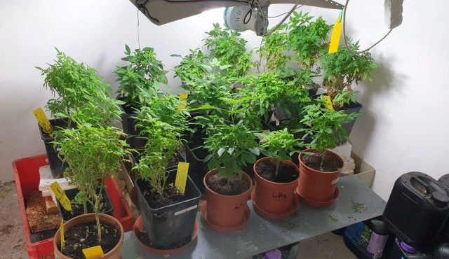 Zásahovka vtrhla do pěstírny konopí. Muž tam ukrýval 600 rostlin