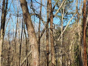 Silný vítr napáchal škody v píseckých lesích. Hrozí pád dalších stromů