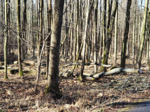 Silný vítr napáchal škody v píseckých lesích. Hrozí pád dalších stromů