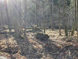 Silný vítr napáchal škody v píseckých lesích. Hrozí pád dalších stromů