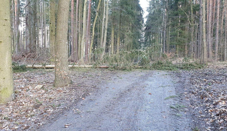 Silný vítr napáchal škody v píseckých lesích. Hrozí pád dalších stromů
