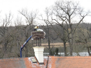 Čapí hnízdo váží až tunu. Jihočeská zoo ho zmenšila před příletem páru