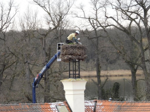 Čapí hnízdo váží až tunu. Jihočeská zoo ho zmenšila před příletem páru