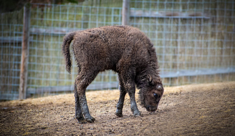 Táborská zubřice se jmenuje Tamara. Jméno vybrali návštěvníci zoo