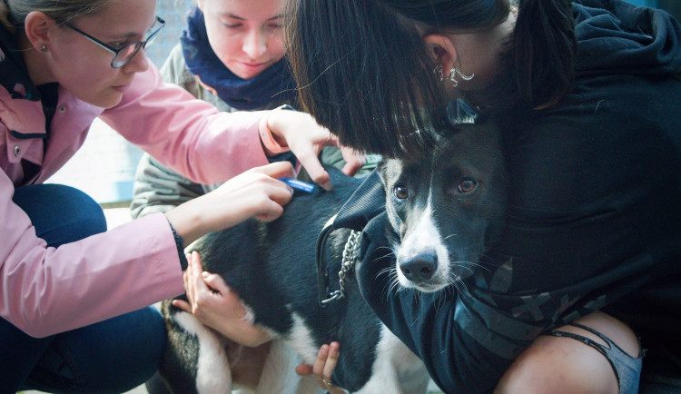 Veterináři bez hranic pomáhají zvířecím uprchlíkům, připojuje se i liberecká zoo