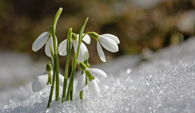 Šumava zažila mrazivou noc, teploty klesly k minus 20 stupňům Celsia