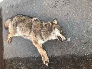 Nedaleko hranic s Německem srazil řidič vlka. Zvíře zraněním podlehlo
