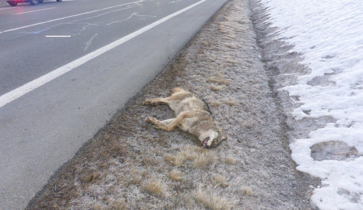 Nedaleko hranic s Německem srazil řidič vlka. Zvíře zraněním podlehlo