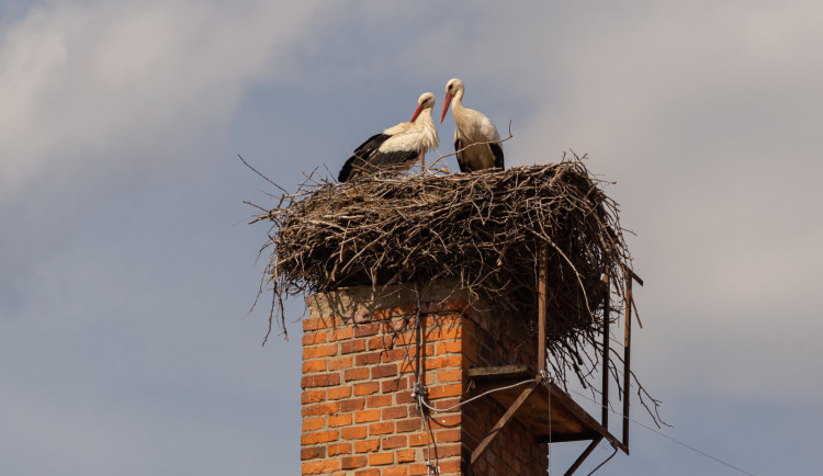 Čápi začínají přilétat z teplých krajů. Zatím obsadili asi padesát hnízd