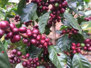 Jsme kávoví holisti. Důležitá je pro nás pří výběru hlavě chuť, říkají majitelé qb coffee roasters