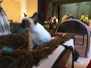 Ve Slavii soutěžily kočky o tituly krásy. Chovatelé jich přivezli dvě stě