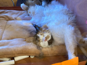 Ve Slavii soutěžily kočky o tituly krásy. Přijelo jich dvě stě