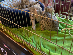 Ve Slavii soutěžily kočky o tituly krásy. Přijelo jich dvě stě