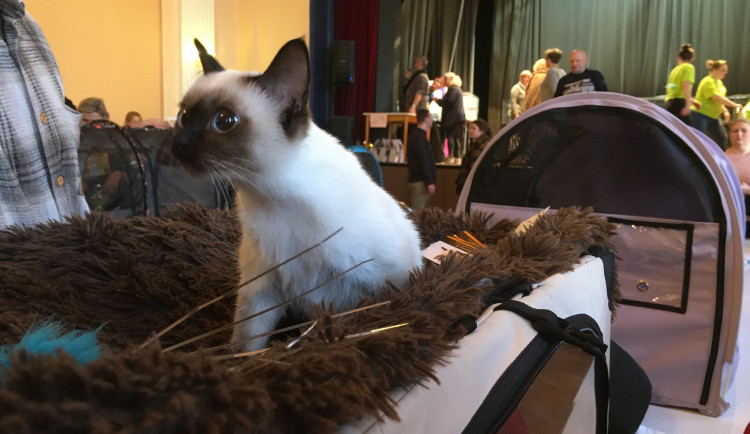 Ve Slavii soutěžily kočky o tituly krásy. Přijelo jich dvě stě