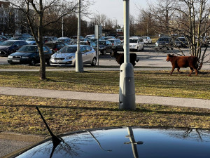 Po Budějcích pobíhají krávy. Řidiči by měli být opatrní