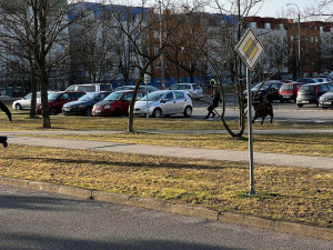 Po Budějcích pobíhají krávy. Řidiči by měli být opatrní