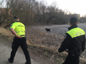 Jedno zvíře se podařilo odchytit u sídliště Máj.