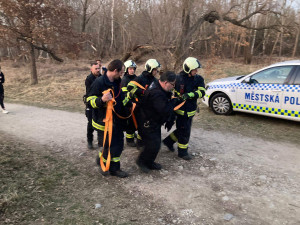 Jedno zvíře se podařilo odchytit u sídliště Máj.