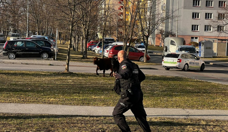 Po Budějcích pobíhají krávy. Řidiči by měli být opatrní