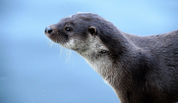 Muž našel při venčení dvě mrtvé vydry. Zvířata někdo zastřelil