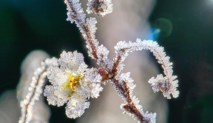 Celé Česko zasáhnou noční mrazy, dle meteorologů ohrozí kvetoucí ovocné stromy