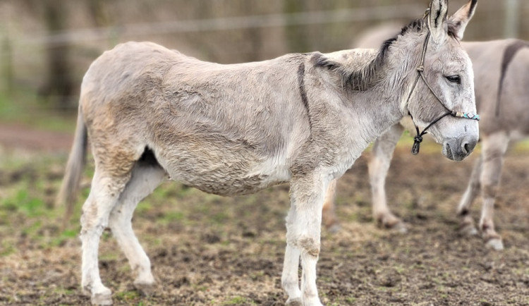 Nepromyšlený podnikatelský plán málem skončil smrtí březích oslic. Táborská zoo pomohla některé zachránit