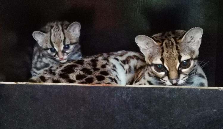 Liberecká zoo má jarní přírůstky. Narodila se mláďata zeber, buvolců, tamarínů, kosmanů i margayů