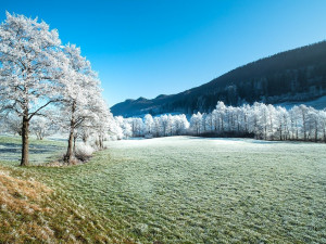 V noci na neděli má v Česku mrznout, mráz může poškodit ovocné stromy