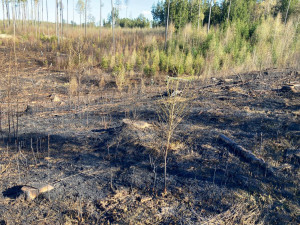U Slapska hoří les. Hasiči vyhlásili druhý stupeň požárního poplachu