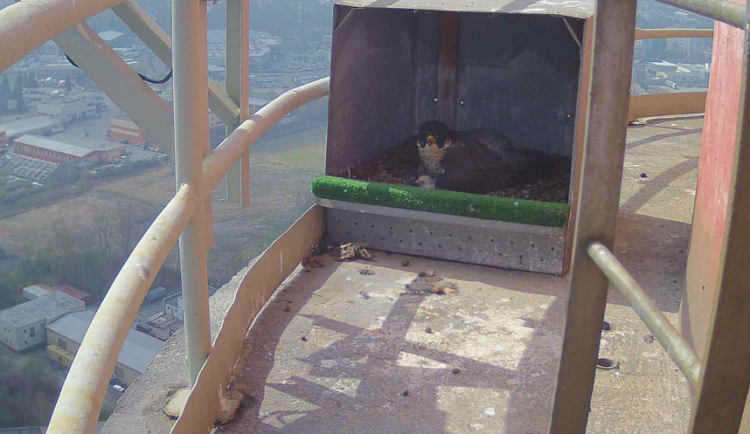 Teplárenský komín obývají čtyři sokolí mláďata. Lidé je mohou sledovat živě