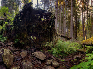 Snímky z Boubínského pralesa, který je národní přírodní rezervací.