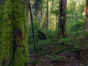 Snímky z Boubínského pralesa, který je národní přírodní rezervací.
