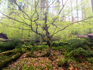 Snímky z Boubínského pralesa, který je národní přírodní rezervací.