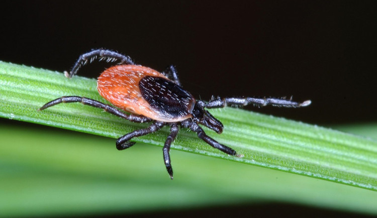 Vědci objevili unikátní struktury v genetické informaci viru klíšťové encefalitidy. Jsou důležité pro jeho množení