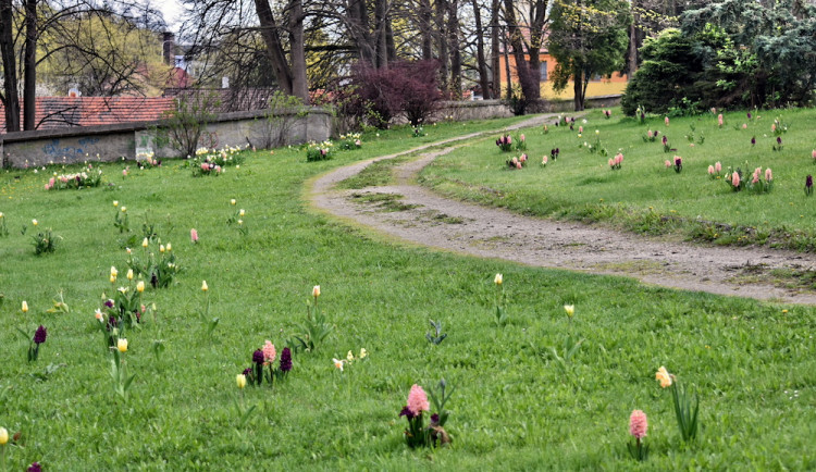 Starý hřbitov se proměnil v jarní louku. Kytky na podzim vysázely děti ze základní školy