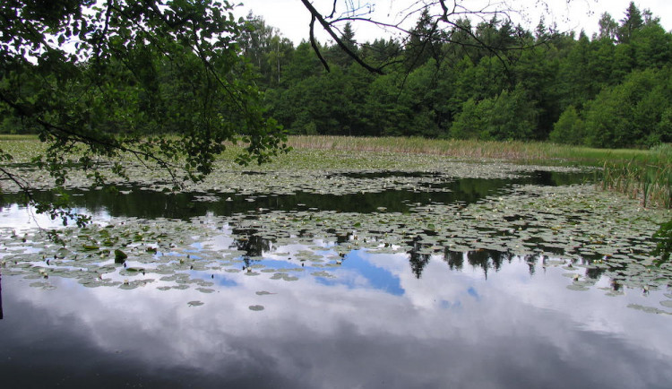 Čtyři rybníky na Jindřichohradecku jsou nově přírodními památkami