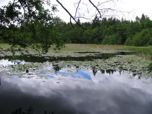 Čtyři rybníky na Jindřichohradecku jsou nově přírodními památkami