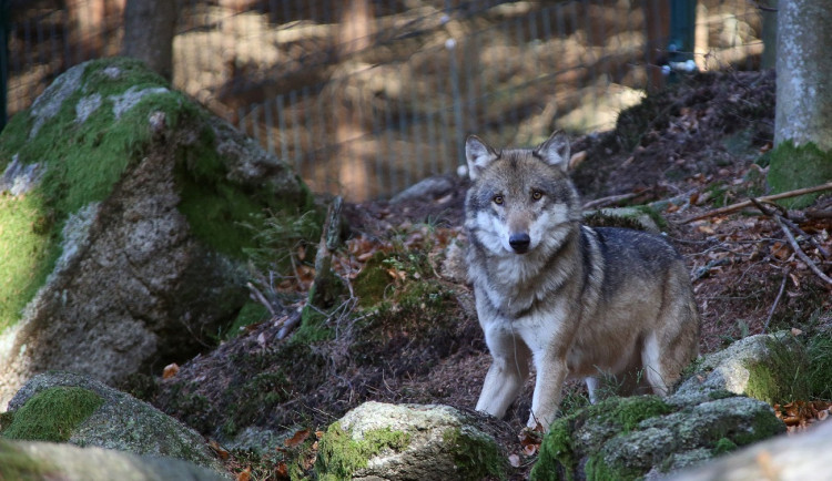 Vlčí smečka v Srní přišla o samici Pandoru, v Kvildě uhynul rys David