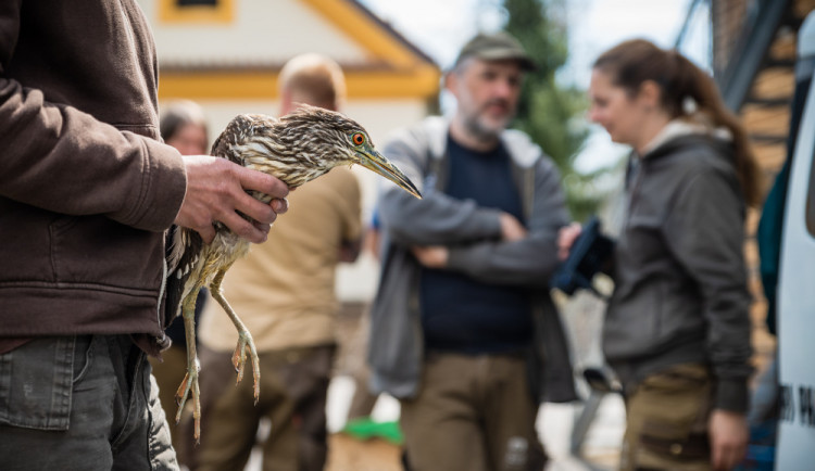 Kvakoše vypustili u Hluboké nad Vltavou. Zoologové budou ptáky sledovat pomocí vysílaček