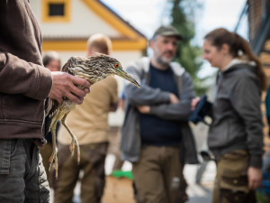 Kvakoše vypustili u Hluboké nad Vltavou. Zoologové budou ptáky sledovat pomocí vysílaček