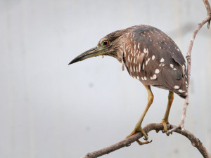 Kvakoš noční je drobná volavka. Česko patří k jeho nejsevernějším hnízdištím.