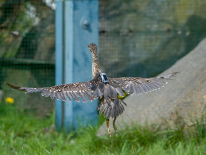 Zoologové budou ptáky sledovat pomocí vysílaček.